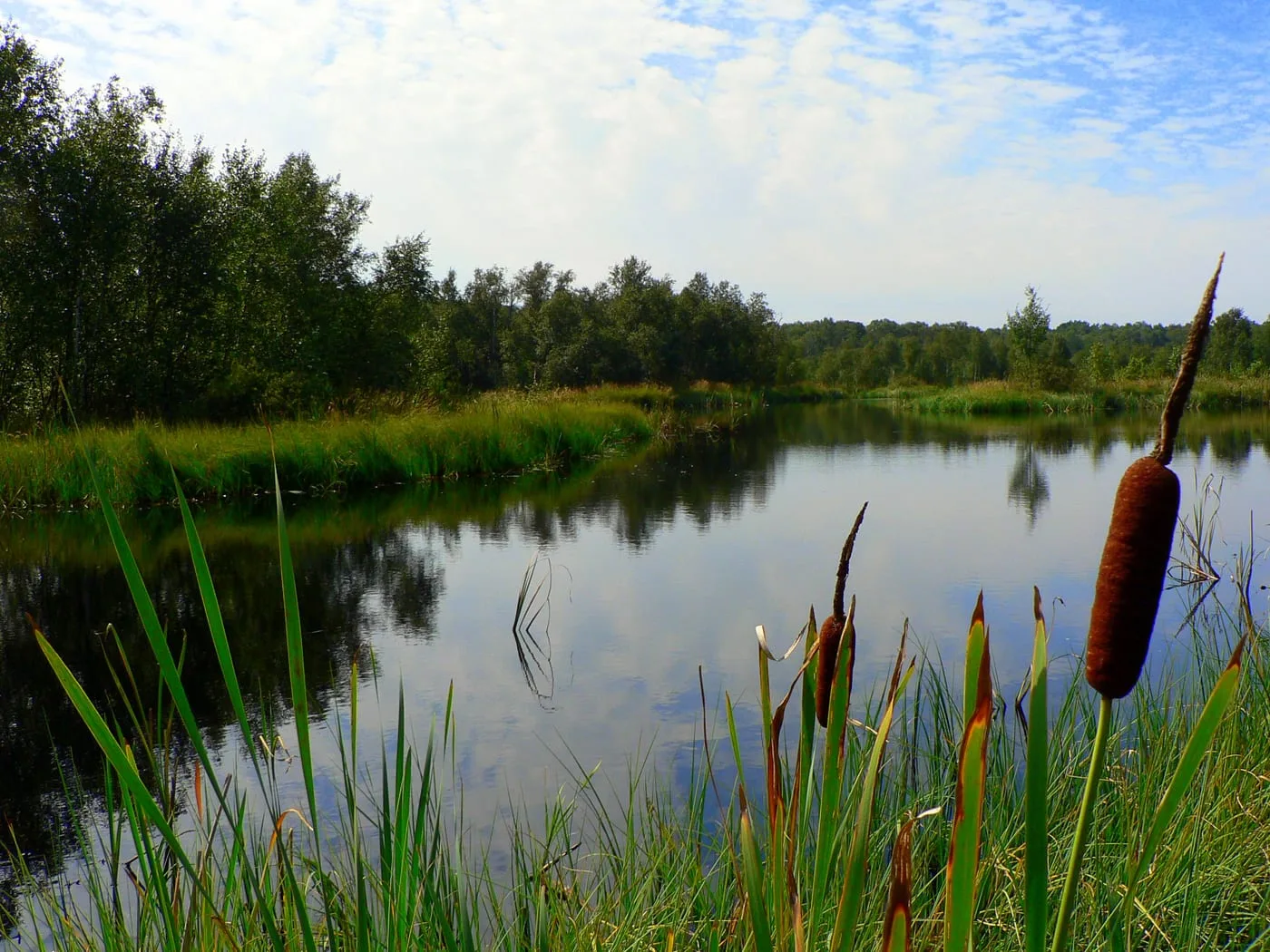 Rezerwat przyrody Horowe Bagno